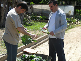 Activitat terapèutica d'hort