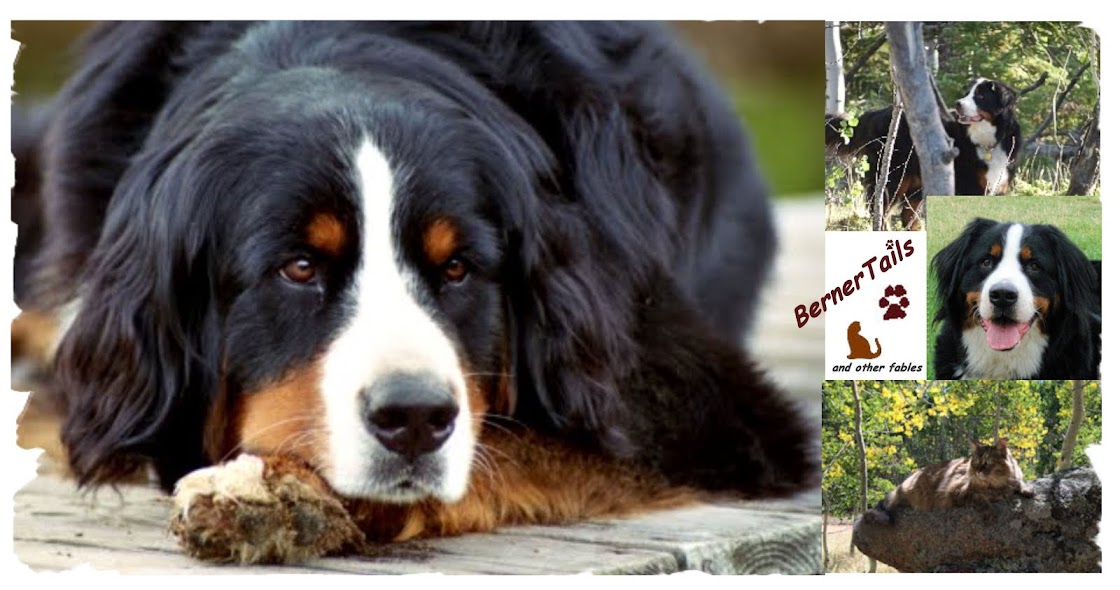 BernerTails