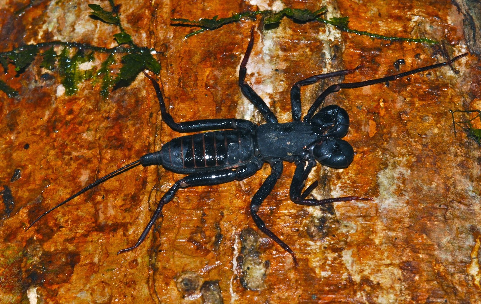 Uropygi Variety of Life