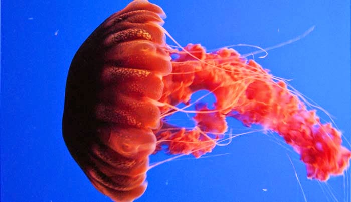 Ubur Ubur Langka Mirip Alien Ditemukan Di Laut Dalam Samudra