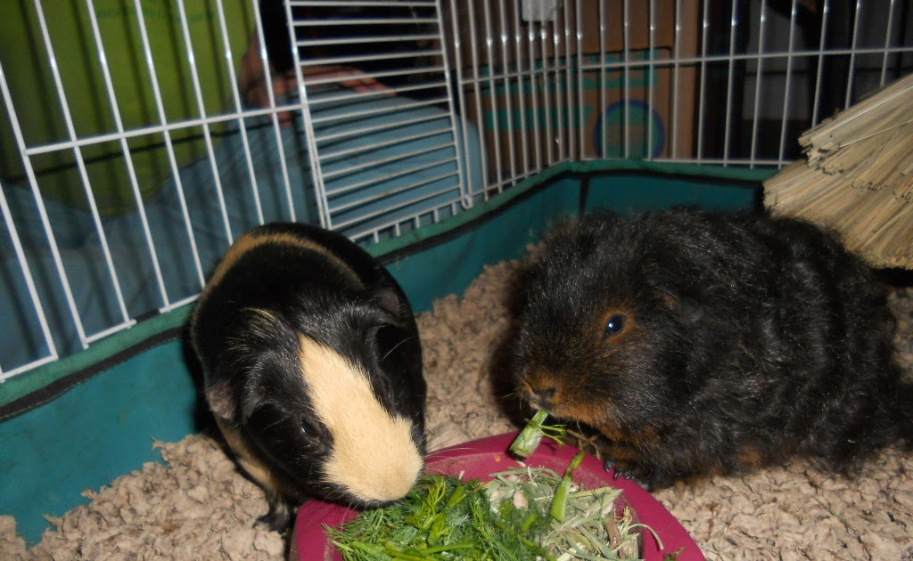 Can Guinea Pigs Eat Dill? 