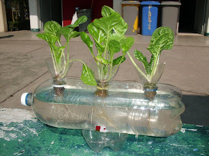 Prototipo de sistema hidroponico con plastico pet
