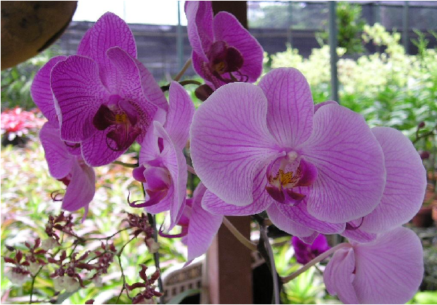 Cara Mudah Merawat Anggrek Bulan