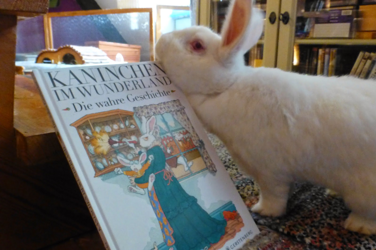 Kaninchen im Wunderland Casanova und Buch