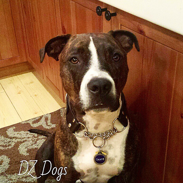 kelp for dogs dz s adventures benefits of kelp for dogs kelp for dogs dz s adventures benefits of kelp for dogs