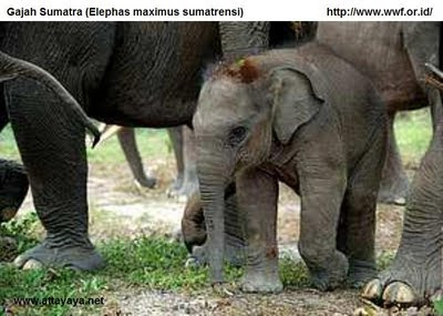 gajah sumatera elephas maximus sumatrensis tesso nilo