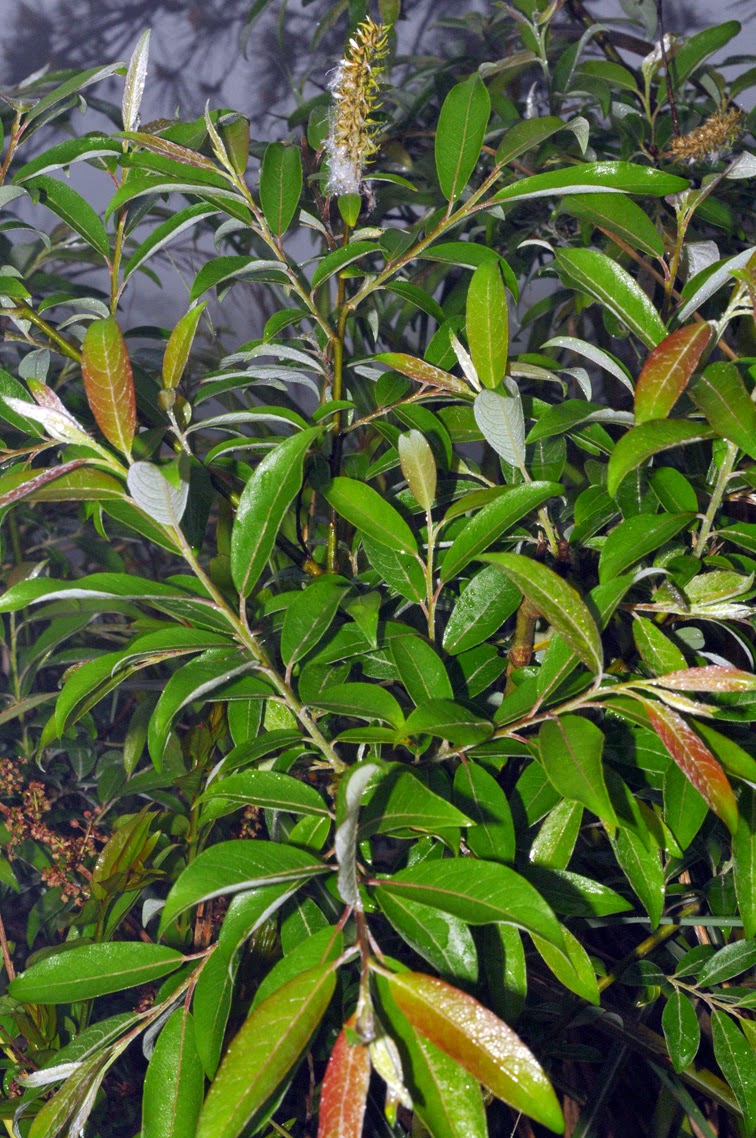 福星花園 褐毛柳