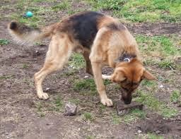dog commands dog commands