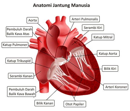sistem peredaran darah pada manusia