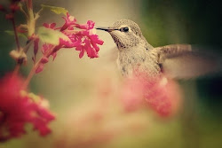 "Like a hummingbird"