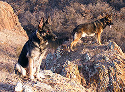 German Shepherd Dog Pictures
