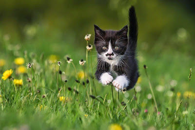 50 Funny Pictures of Cats Jumping