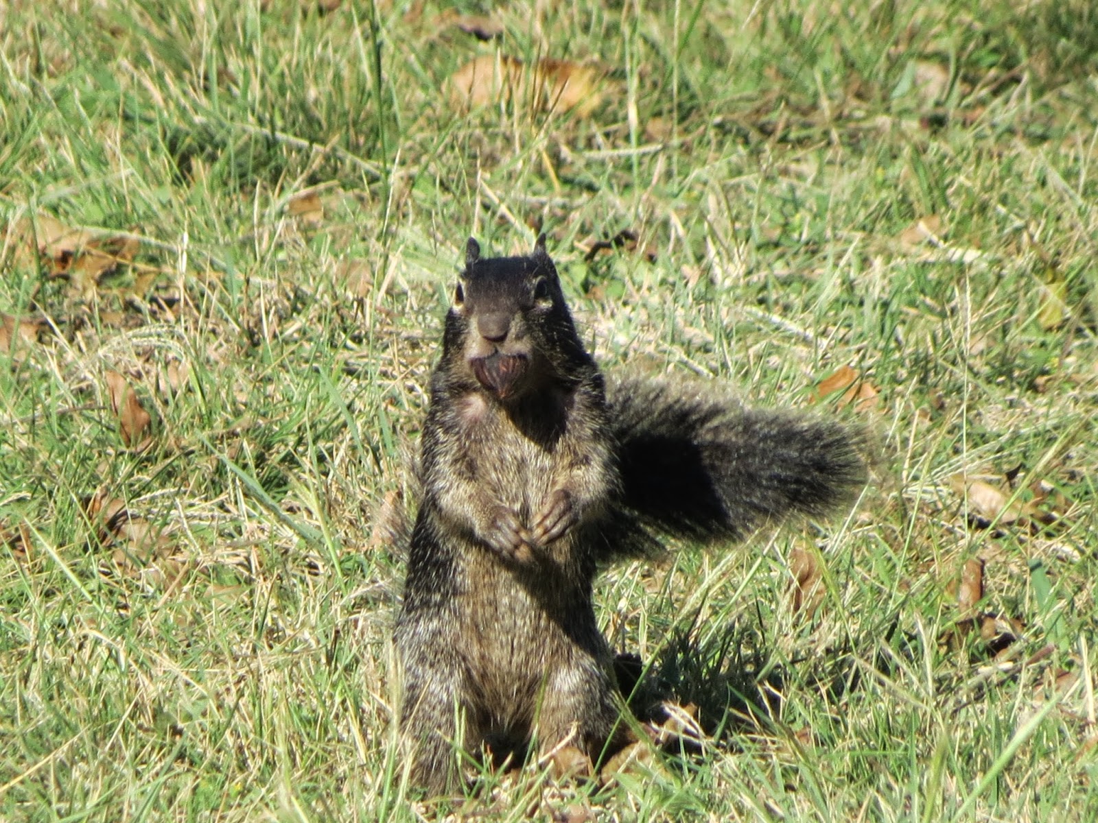 Birding Across Texas Johnson Settlement at Lyndon B Johnson National