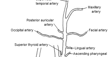 what i learned today mnemonics branches of the external carotid artery