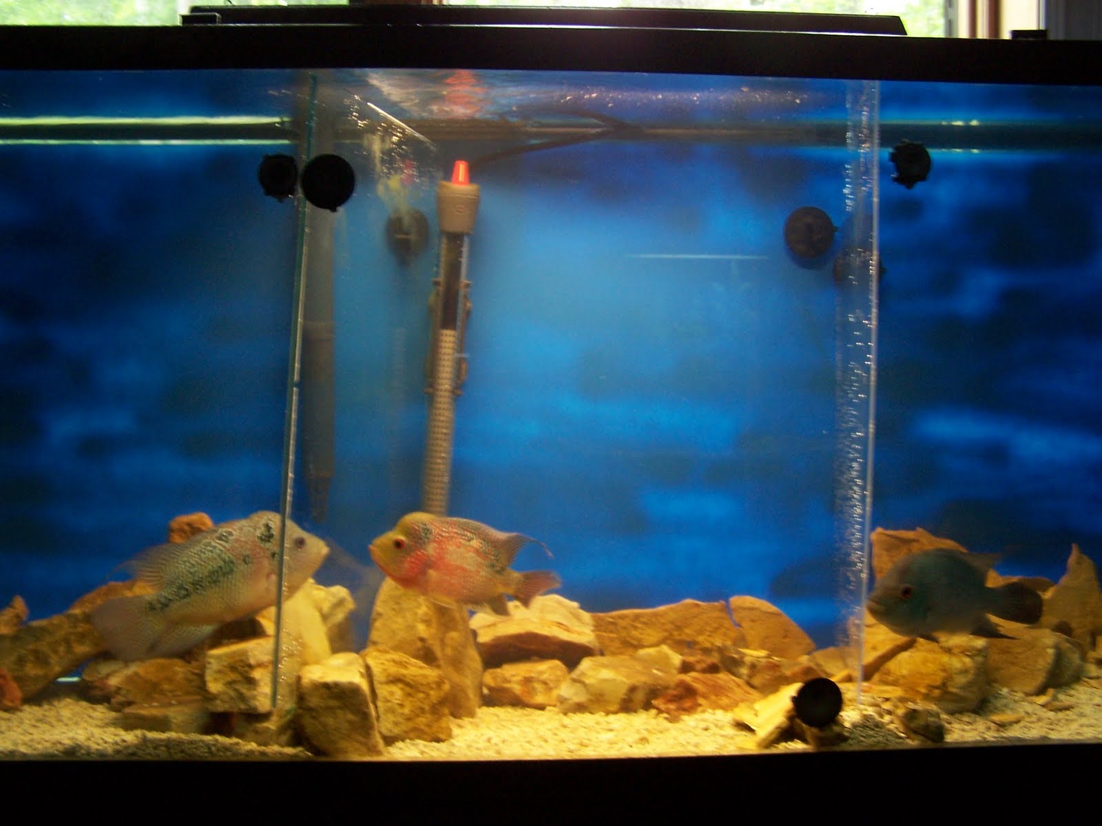 Bluegill Aquarium
