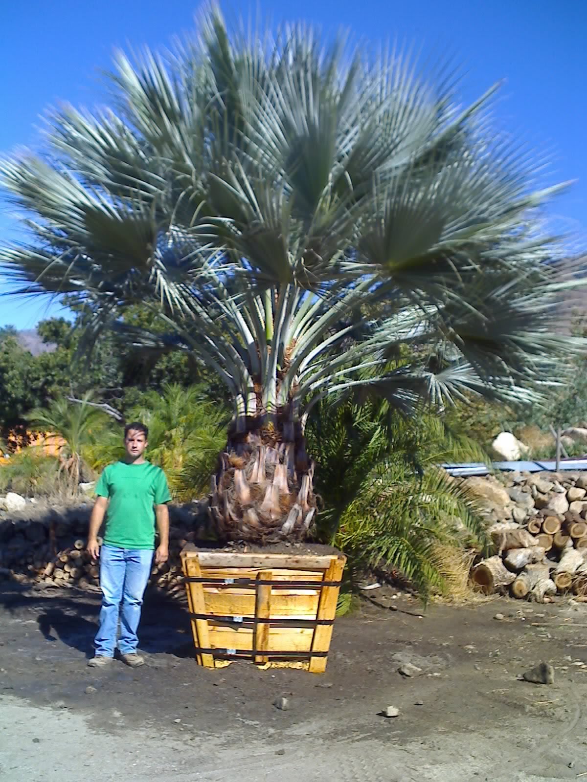 Gregory Palm Farms Southern California palm trees at the Gregory Palm
