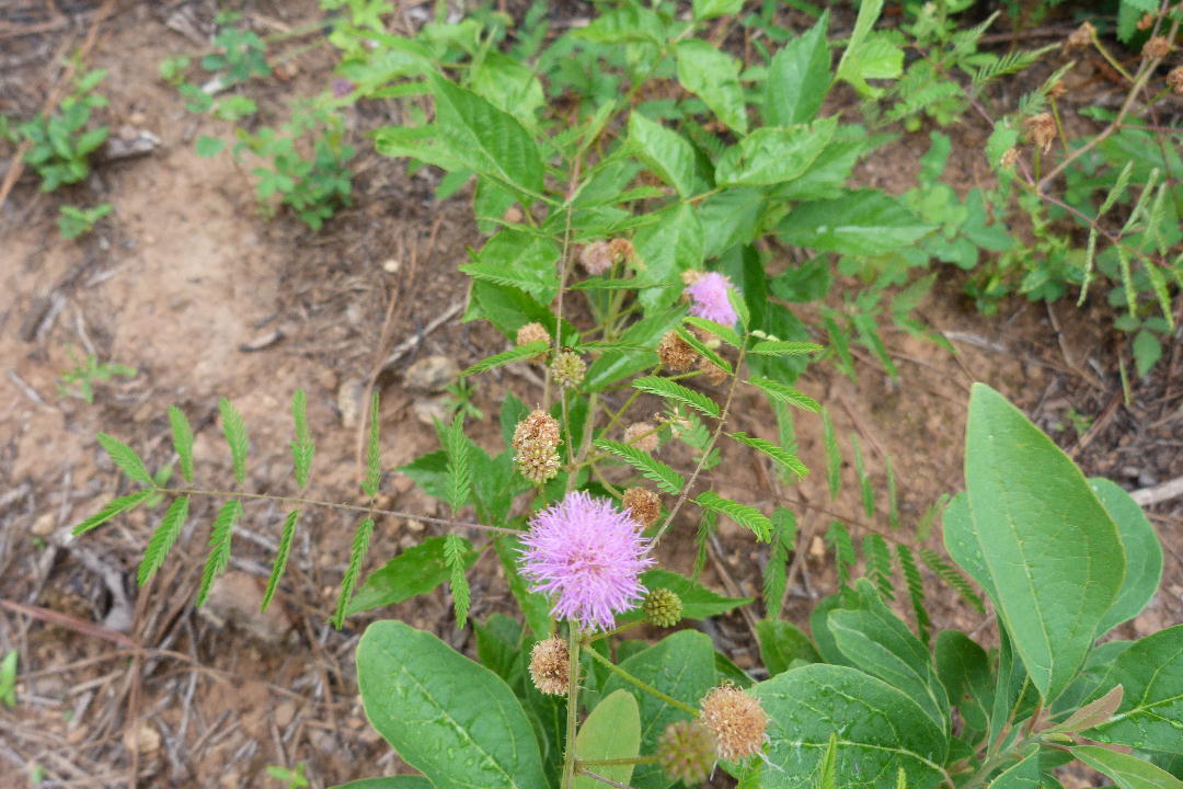Dewberry Lands Wildflower Pictures
