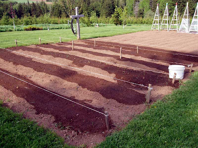 Half of the vegetable garden has been planted out.