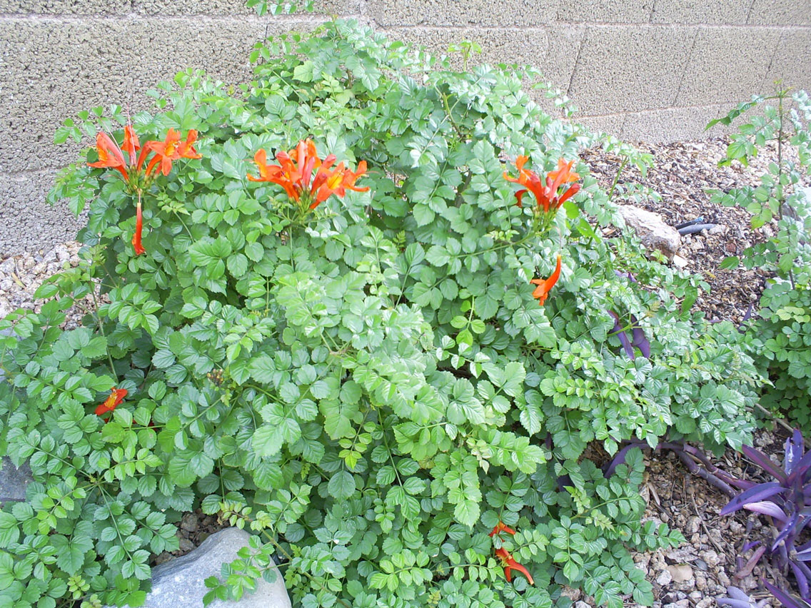 Brad's Tropical Paradise Cape Honeysuckle in bloom in Arizona