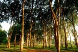 conflict over forests in Indonesia