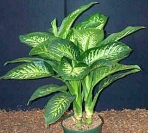 Difenbahija difenbahija