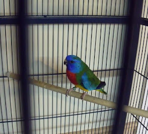Bird N Cage