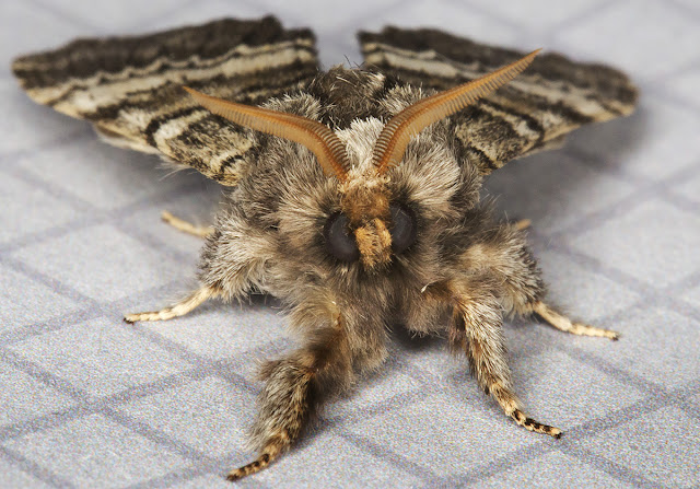 Lunar Marbled Brown. Drymonia ruficornis. Notodontidae. West Wickham Common, 15 April 2015 Lunar Marbled Brown. Drymonia ruficornis. Notodontidae. West Wickham Common, 15 April 2015