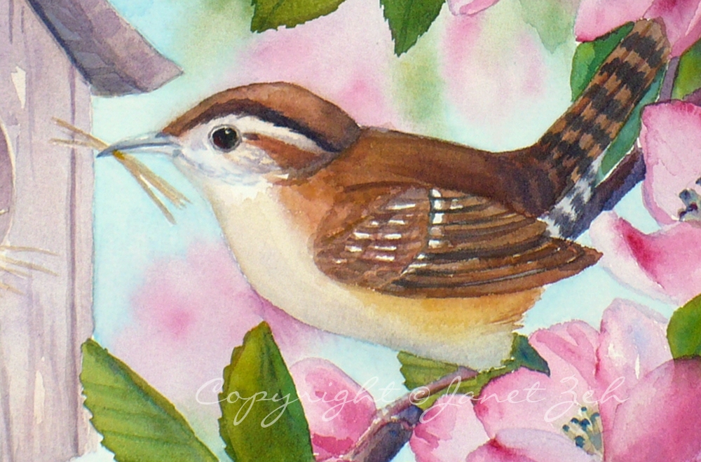 Zeh Original Art Blog Watercolor and Oil Paintings Carolina Wren