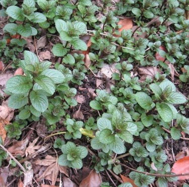 spearmint plants