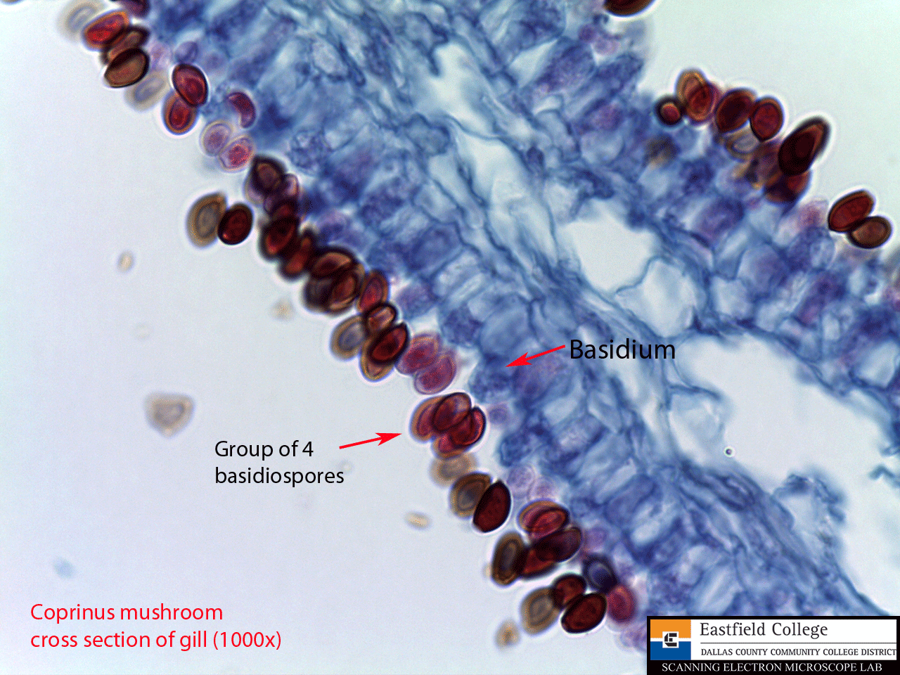Scanning Electron Microscope Blog: April 2013 sectioned oval diagram 