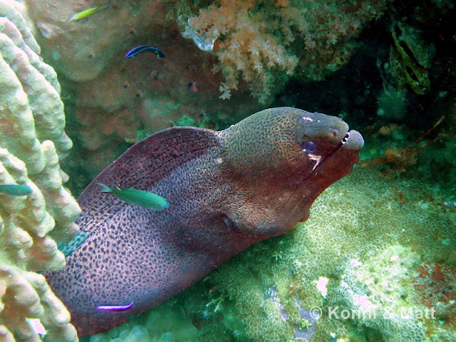 Giant Moray Eel Giant Moray Eel, Koh Lipe, Straits of malacca, thailand