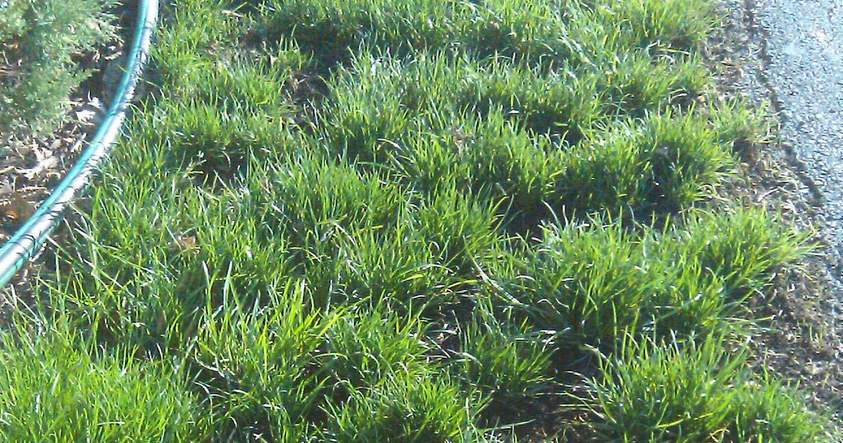 Lawn*Doctor Lawn Care Insights Benefits of Rhizome grasses