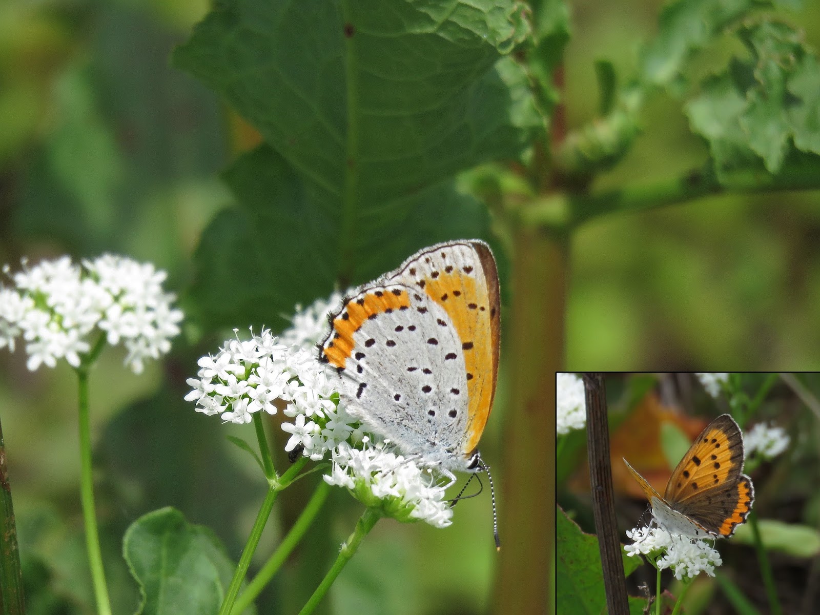 Around the Bend Looking back at 2015's Ohio Butterflies