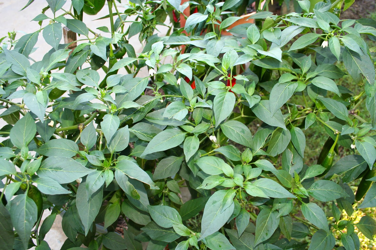 Whispers From Elizabeth Make Your Own Chili Pepper Powder Insecticide