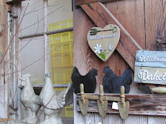 Chickens In Jucker Farm (Pfaffikersee) Zurich