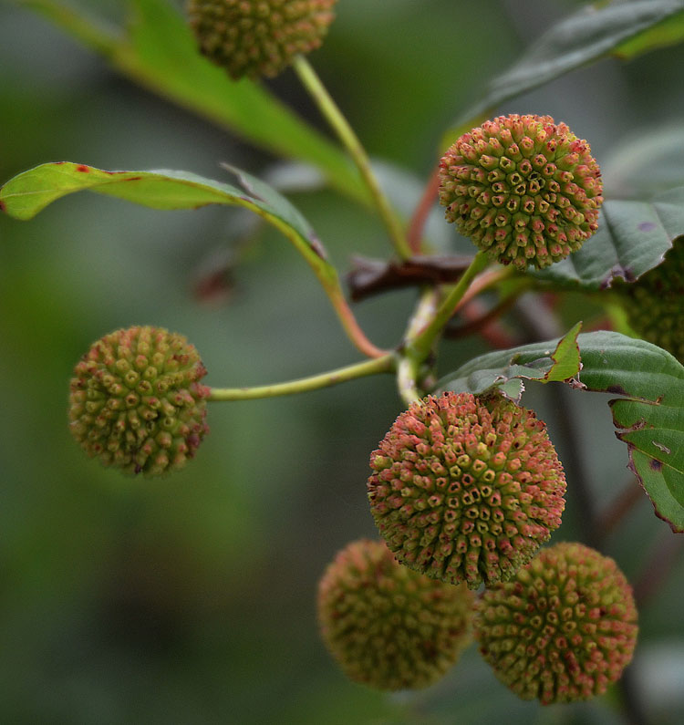 Buttonbush seed heads start to turn brown after all the flowers have faded and dropped away. At this point, they resemble sycamore seed heads.