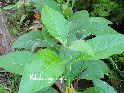 benih pokok vanilla