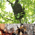 Madu Hutan Madu Hutan