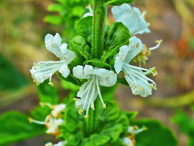 Albahaca (Ocimum basilicum)