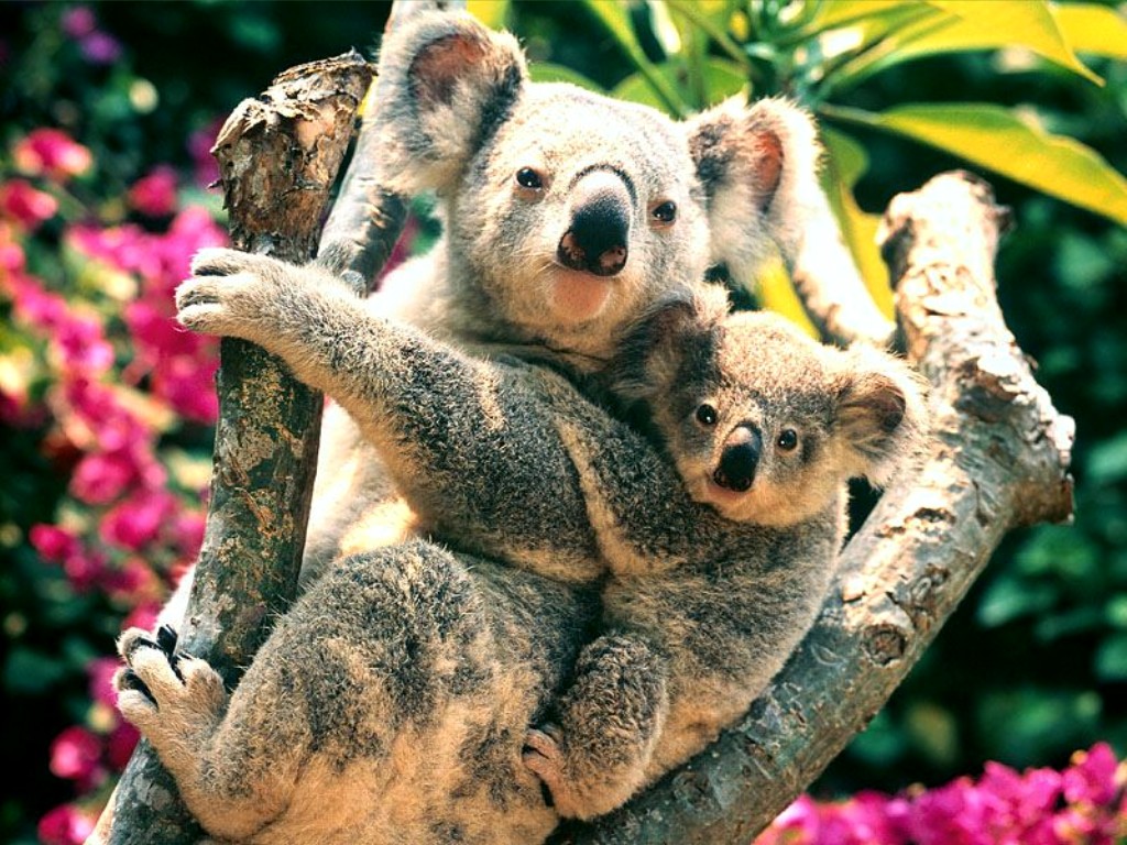 Koala Wallpapers - Pets Cute and Docile