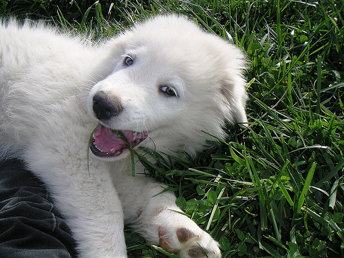 Cute dogs-Great-Pyrenees