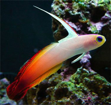 Fish Fire