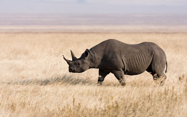 Rhino - HD Wallpapers | Earth Blog