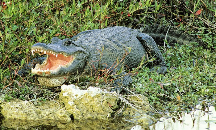 ORHA ~ Florida Facts and Symbols