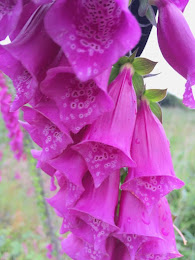 Wild foxgloves