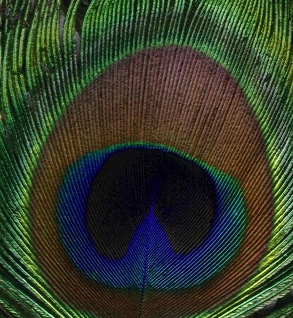 peacock feather rebecca suzanne peacock feather rebecca suzanne