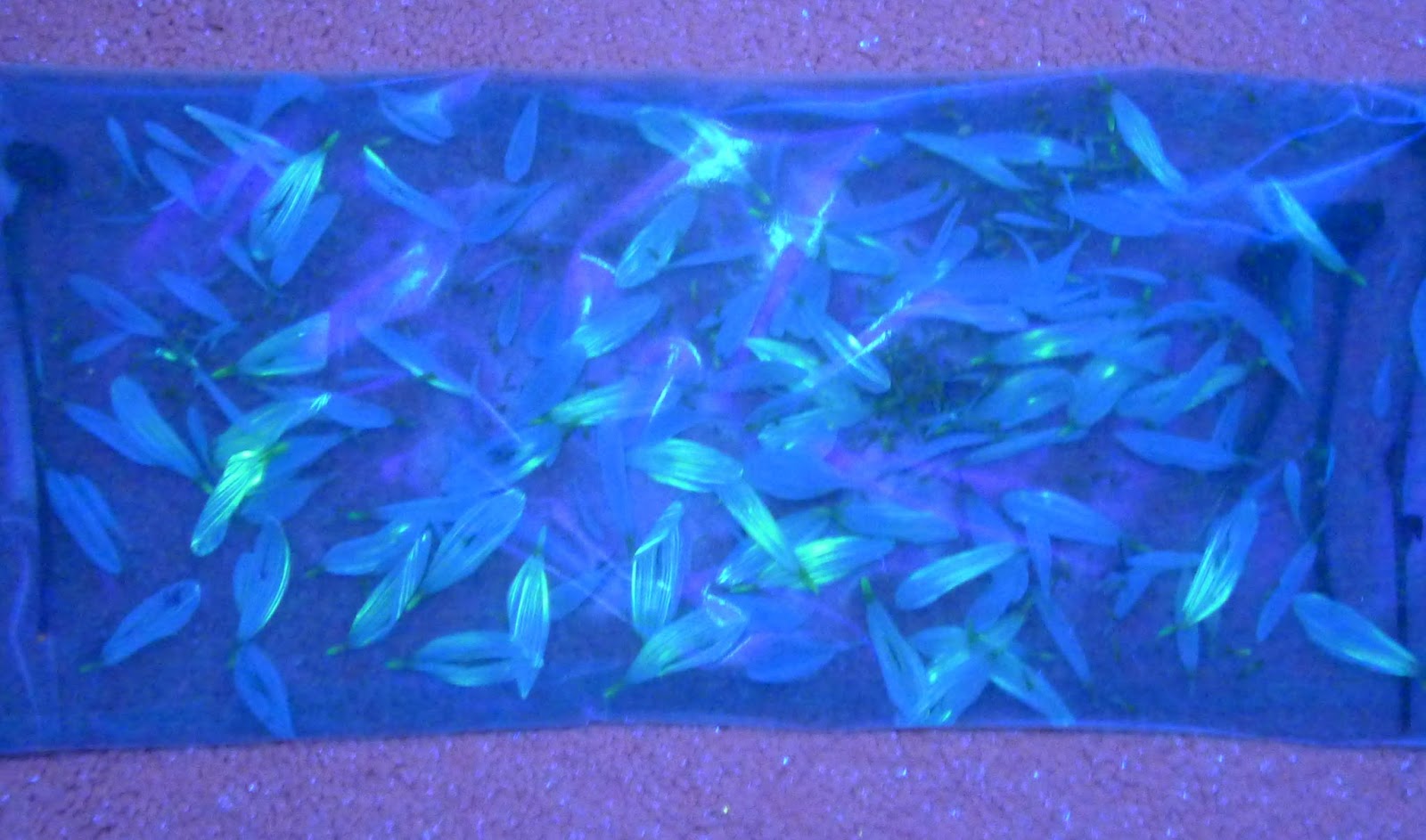 Flower Science Experiment for Kids DIY Glowing Flowers