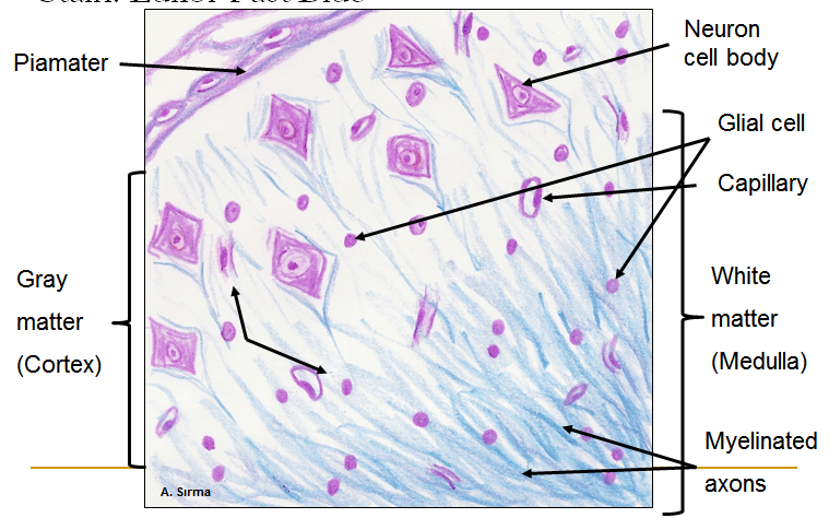 the purpose of nervous tissue is Lovejoy anatomy and physiology lovejoy anatomy nervous tissue: structure and function nervous tissue: support cells (neuroglia) - glia brace neurons astrocytes. the purpose of nervous tissue is Lovejoy anatomy and physiology lovejoy anatomy nervous tissue: structure and function nervous tissue: support cells (neuroglia) - glia brace neurons astrocytes.