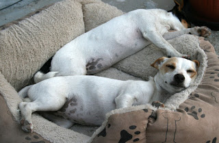 They sleep They sleep