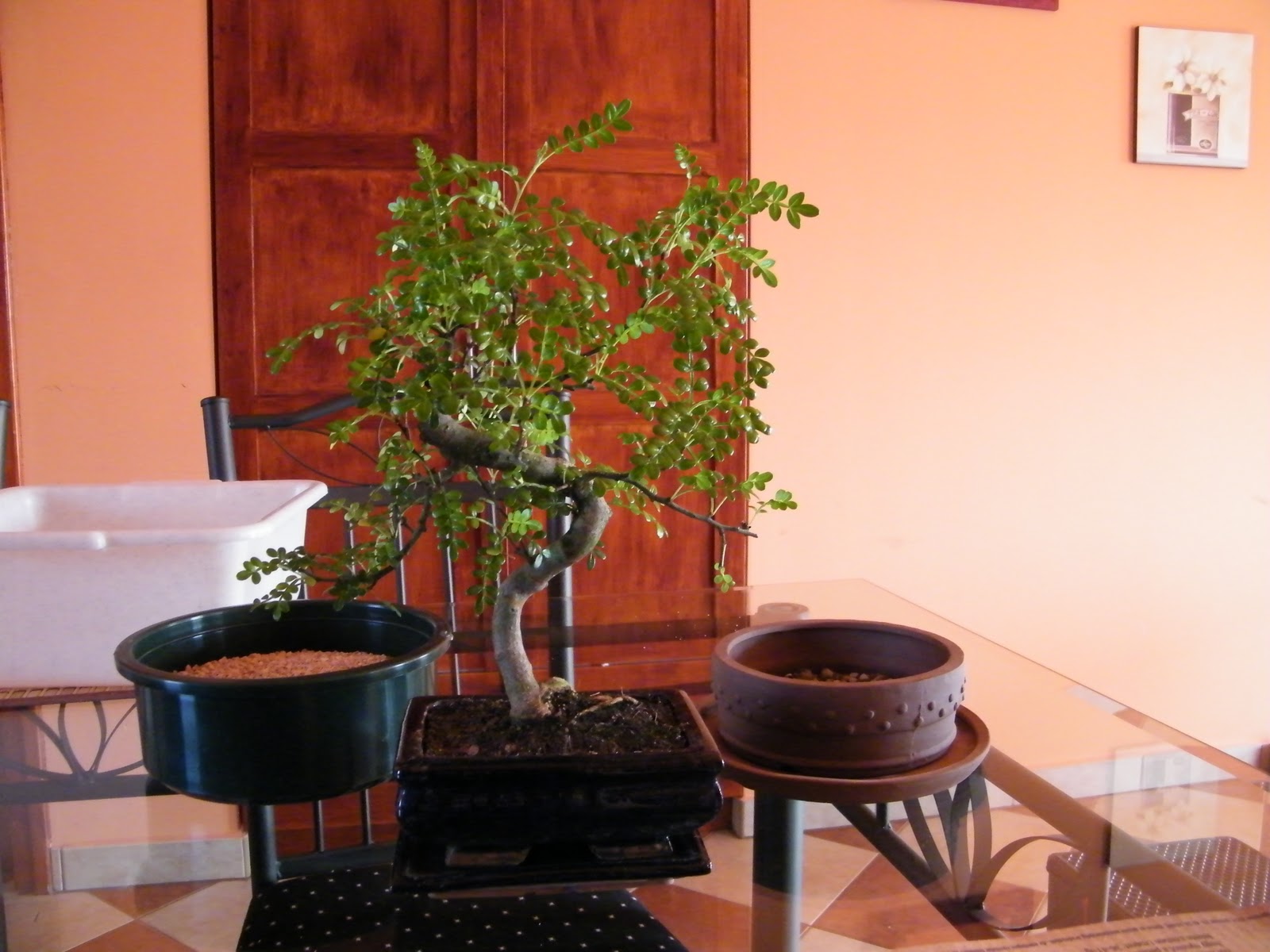 GERY BONSAI Zanthoxylum beecheyanum átültetés